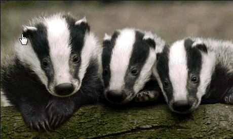 Image:Real badgers,,,,,